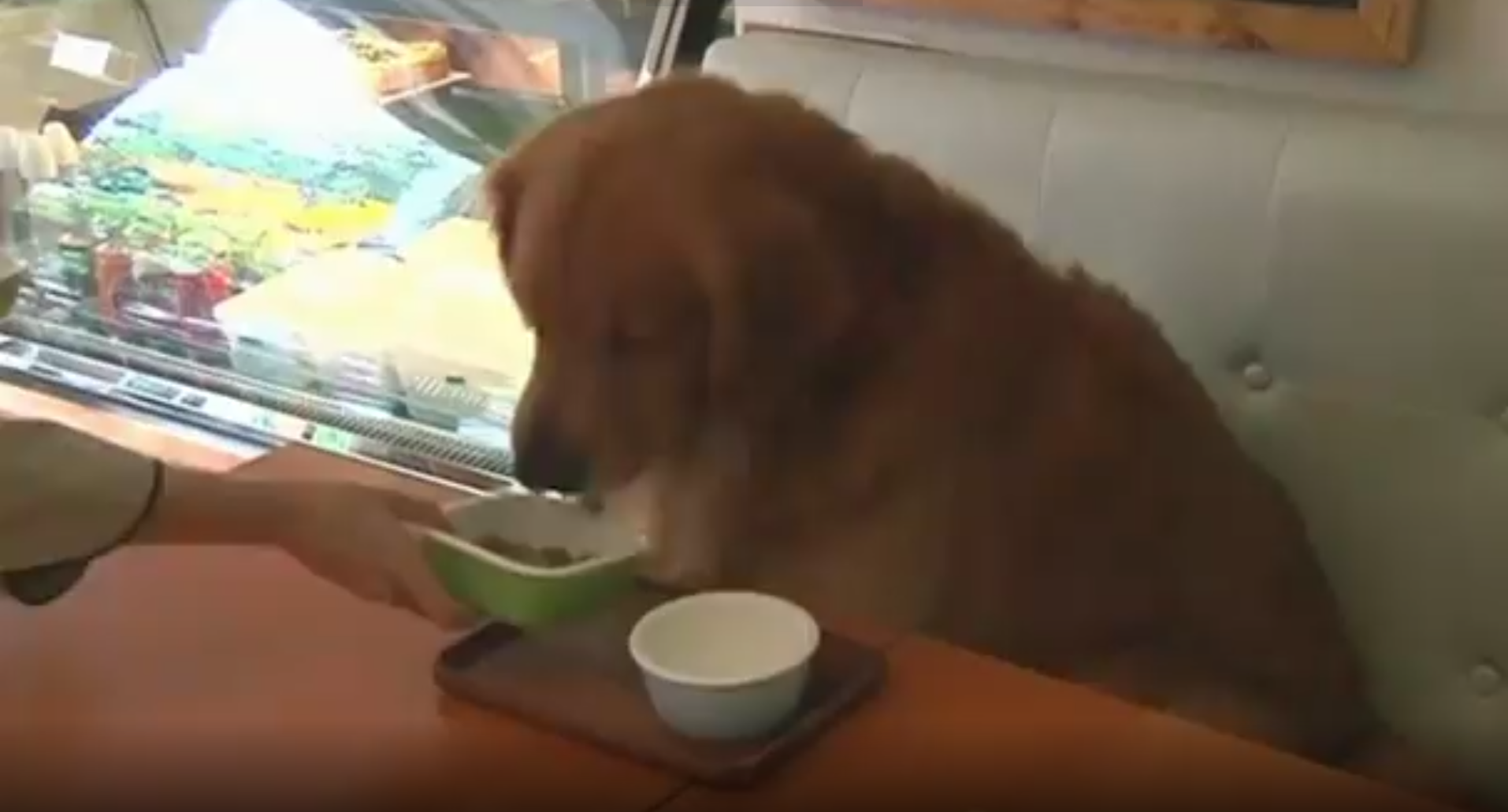 PAT Features A Place to Dine With Your Furry Pal