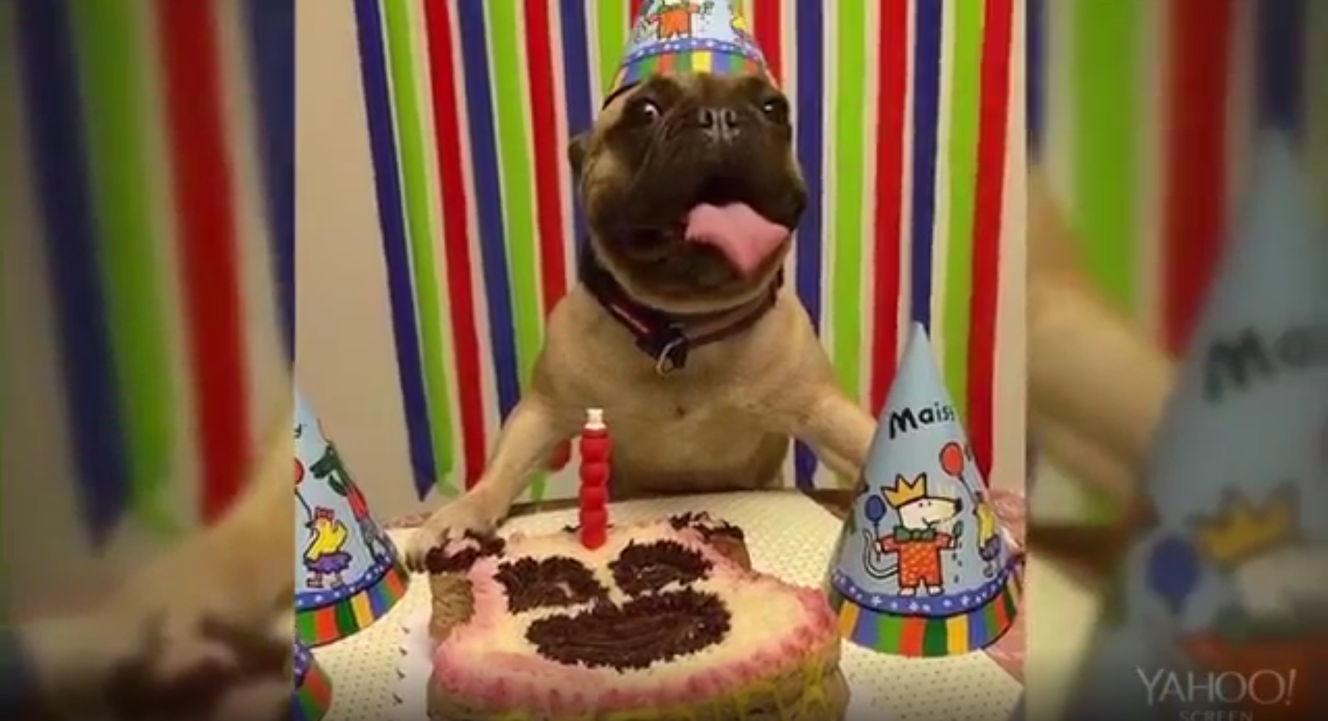 Manila Cafe Caters to Dogs 